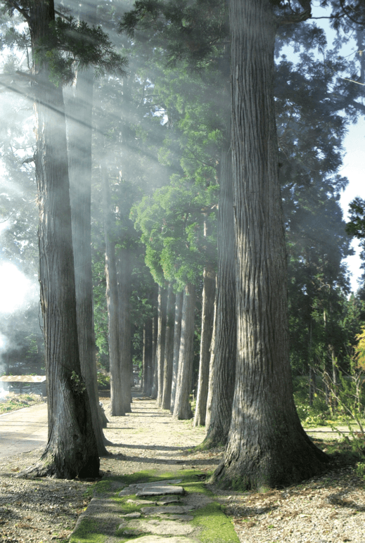 Cedar Avenue at Karamatsu Shrine
