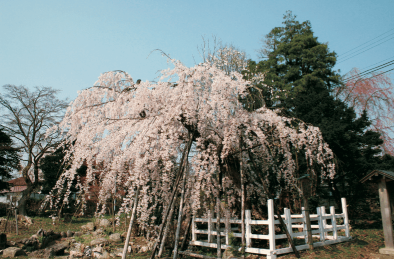 宇津野のしだれ桜